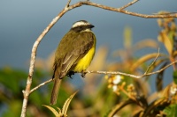 Tyran pospolity - Myiozetetes similis - Social Flycatcher 9105